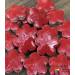 造型磚~紅色(花型)10顆85元Z1303